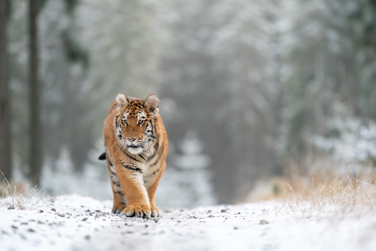 A Siberian tiger walking down a path in Russia