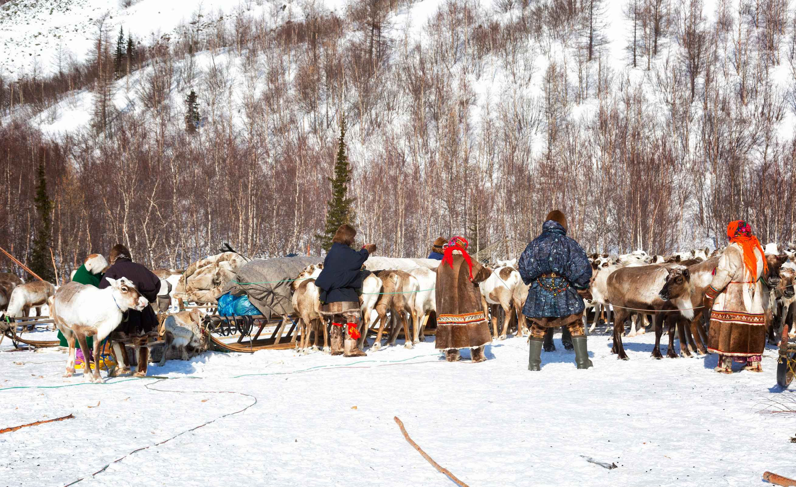 Nenets nomadic reindeer herders